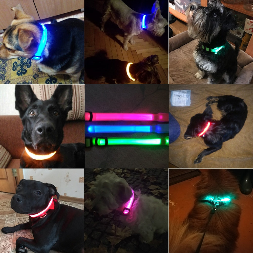 LED DOG COLLAR - Womenwares.com